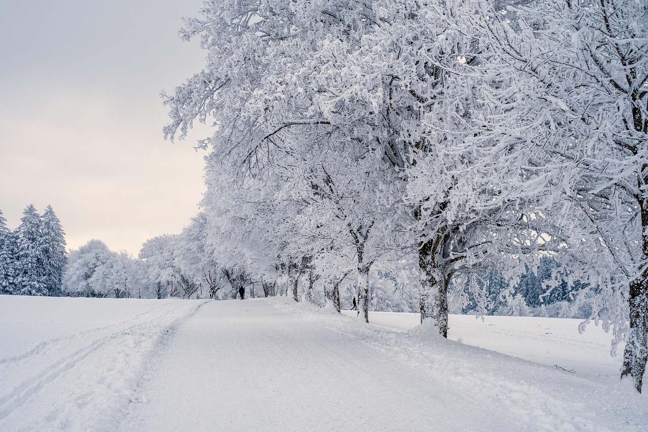9 Plants That Stay Green in Winter