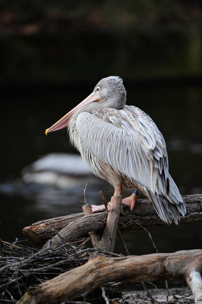 16 Amazing Nature Trips in Florida