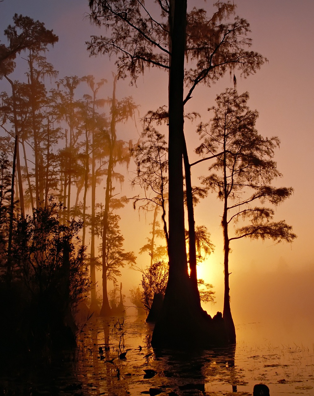 16 Amazing Nature Trips in Florida